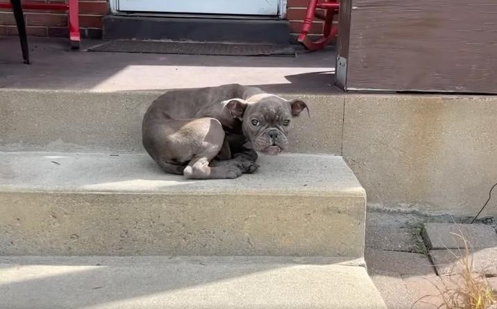 stray dog waiting on porch