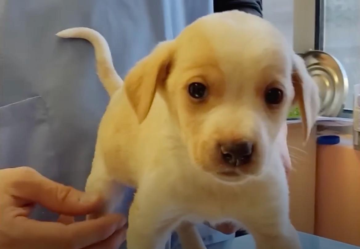 thunder at the vet