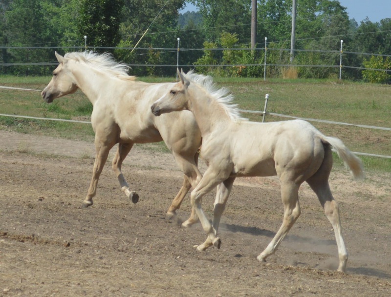 young foal with his sister