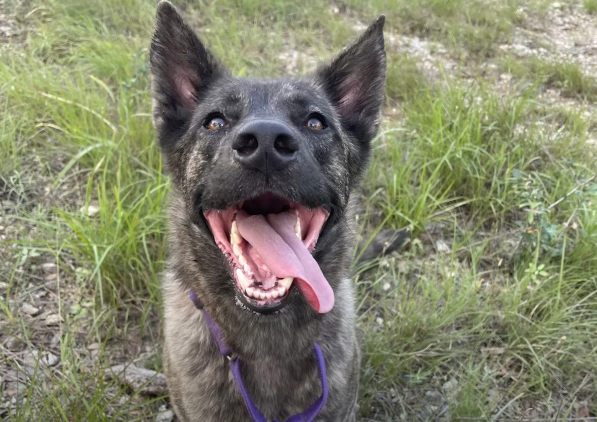 zasha with tongue out before missing