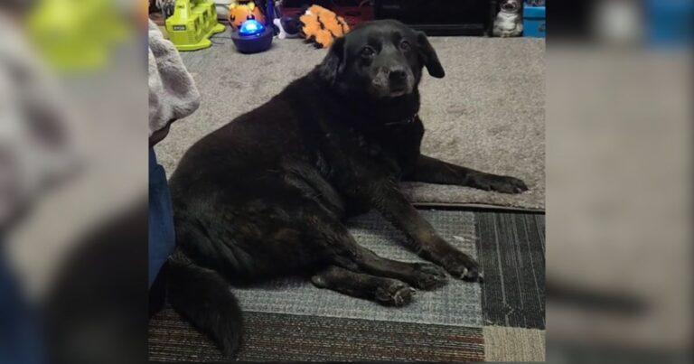 15-Year-Old Dog Left At Cat Rescue Gets A Second Chance