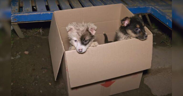 A Bus Driver Stopped When He Saw Something Peeking From A Cardboard Box