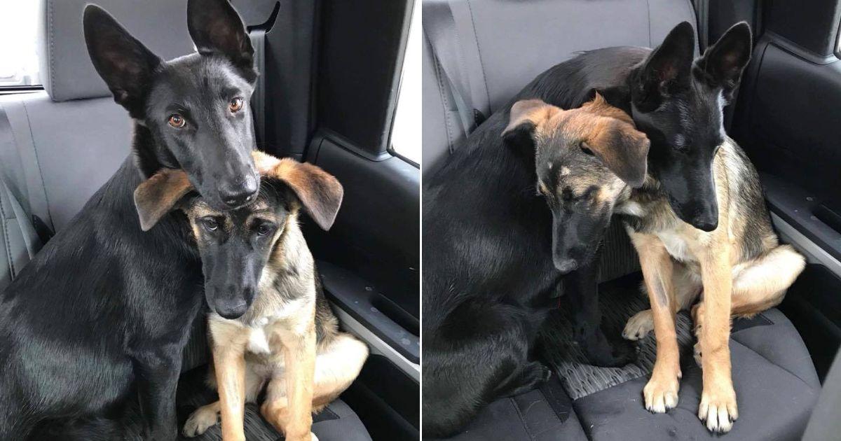 A German Shepherds Pair With Unbreakable Bond Rescued And Adopted Together