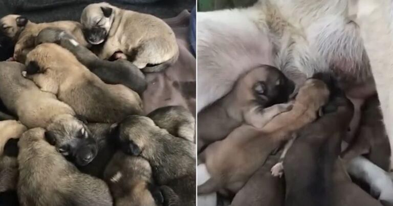 A Loving Mama Dog Takes In Eight Orphaned Puppies Despite Already Having Ten Of Her Own