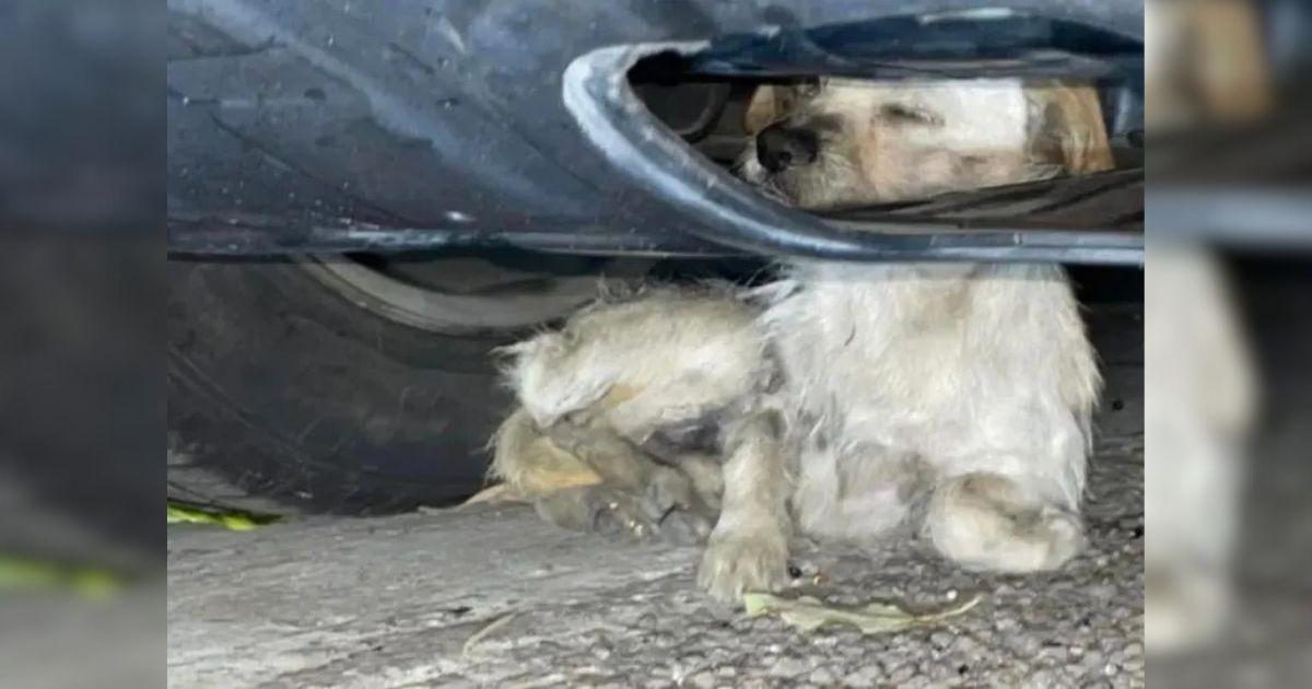 A Puppy Hiding Under A Car After An Attack Discovers An Unexpected Forever Home