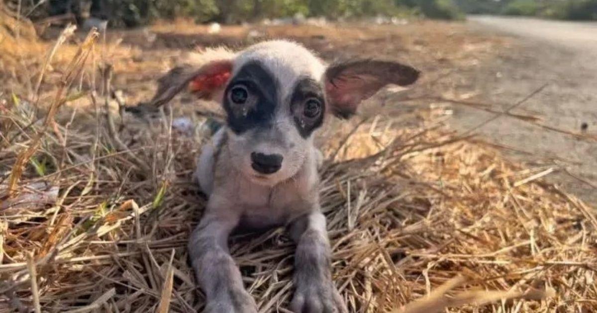 A Stray Puppy Finds Love And Safety With A Kind Stranger