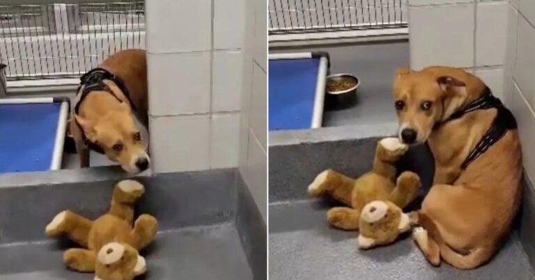 Abandoned Dog Finds Comfort In Teddy Bear Amidst Shelter Life