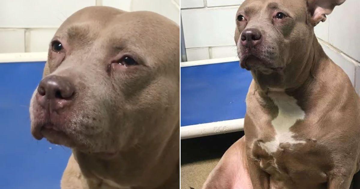 Abandoned Pitbull Mom Left At Shelter Without Her Puppies Can't Stop Crying