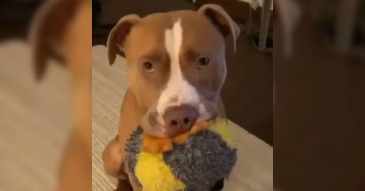 Abandoned Pittie Facing Euthanasia Due To Doggy Cold Saved At The Last Minute