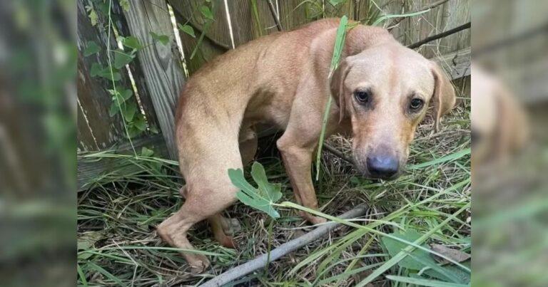 Abandoned Puppy Found Near Dumpster Blossoms Into Completely New Dog