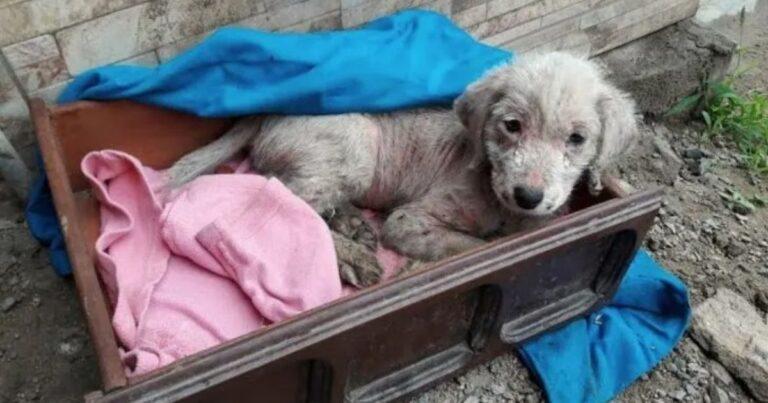 Abandoned Puppy Survives 3 Days In the Freezing Cold Before Help Arrives