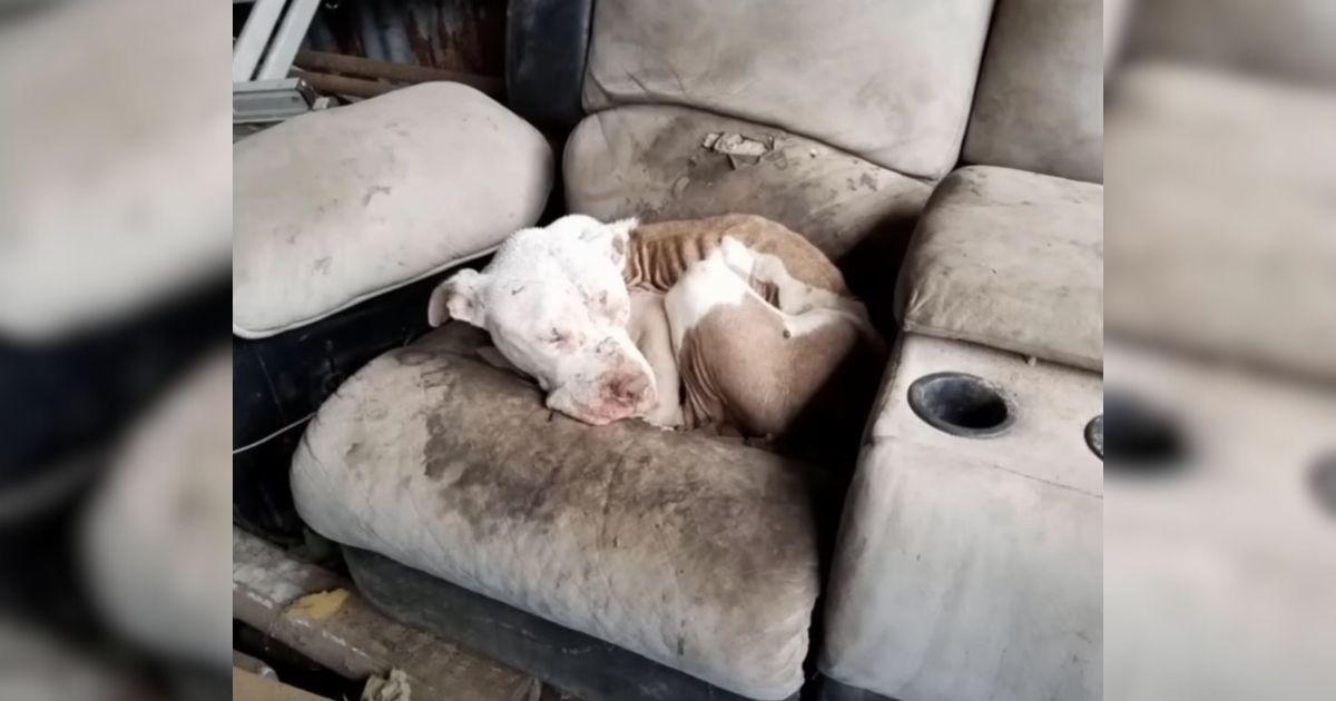 Abused Dog Found Sleeping On Old Couch Rescued