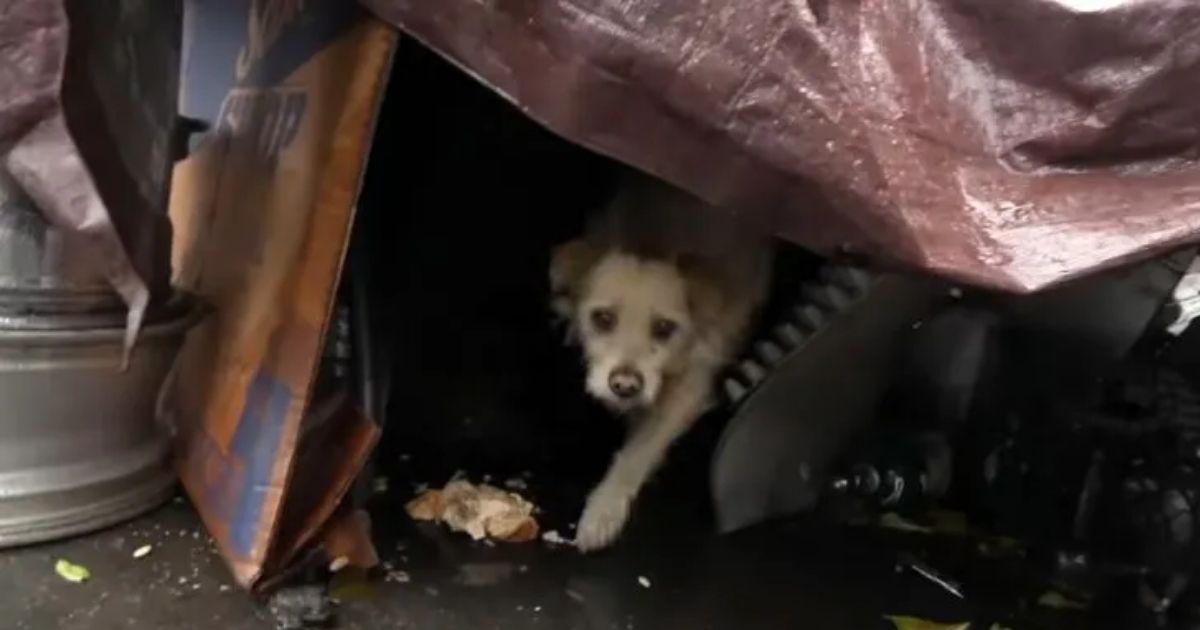 After Living In A Junkyard His Whole Life, This Dog Finally Gets The Home He Deserves