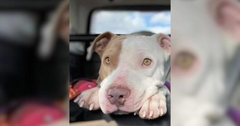 After Three Long Years, Bones The Rescue Dog Finally Finds His Forever Family