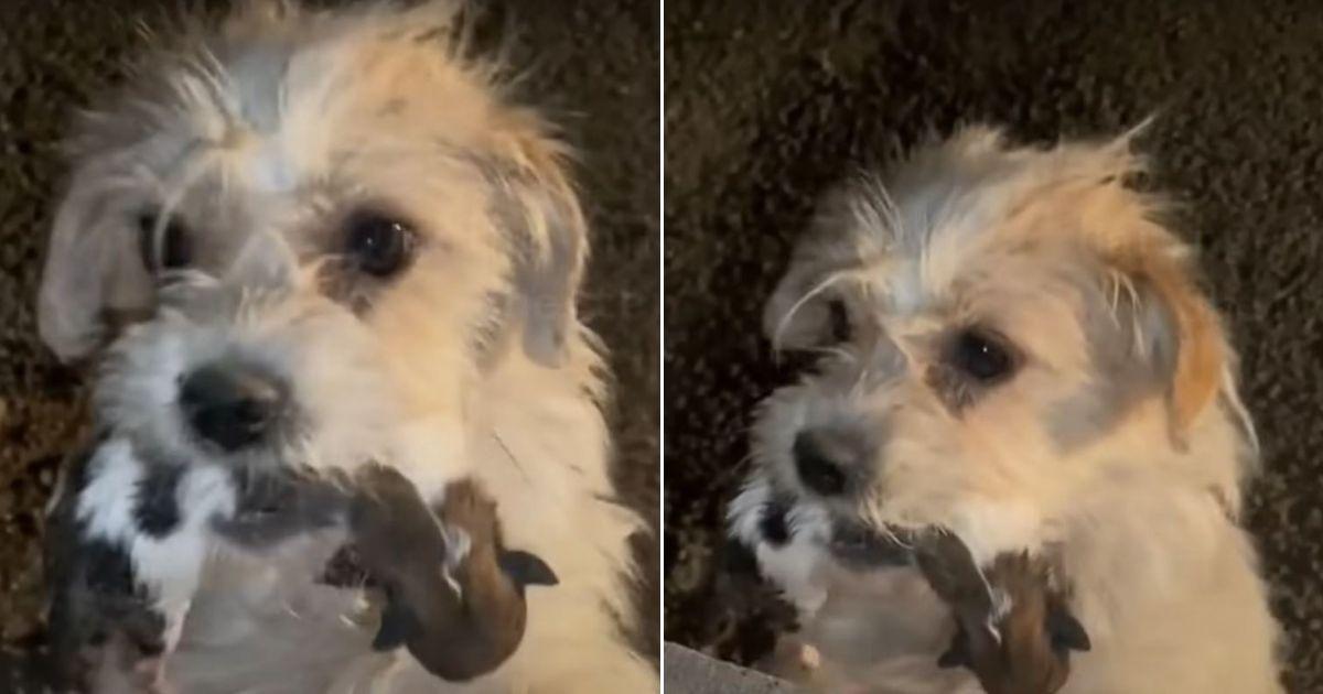 Desperate Mama Dog Carries Her Puppies, Begging Strangers For Help