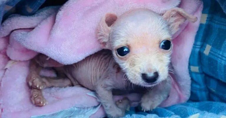 Disabled Pup Weighing Just 1 Pound Transforms Into The Most Playful Dog Thanks To His Rescuer