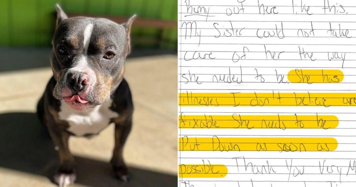 Dog Abandoned With Note Asking For Euthanasia Finds Hope And Healing