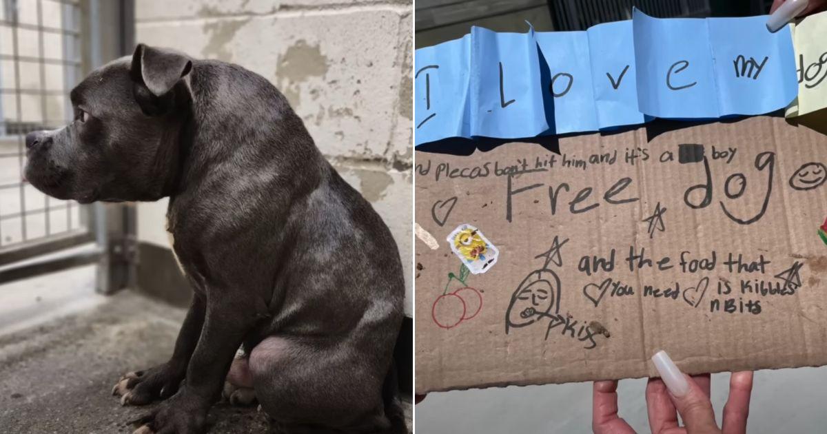 Dog With Rare Condition Abandoned Outside A Shelter With Tearful Note