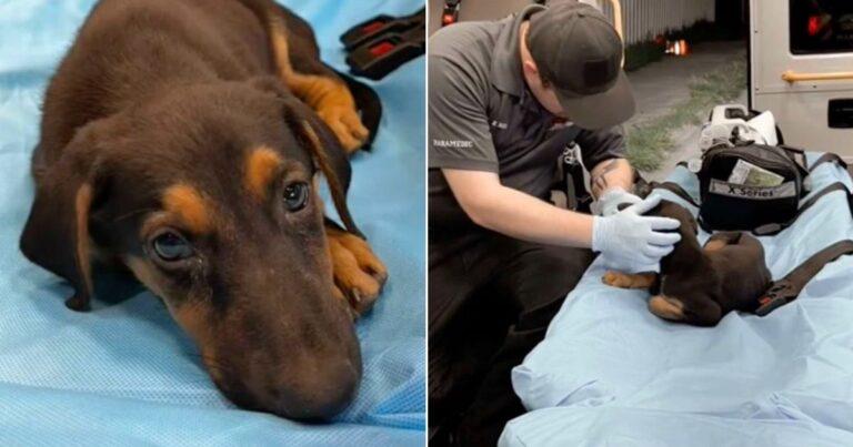 EMT Rescues A Sweet Pup In Need On His Way To The Hospital