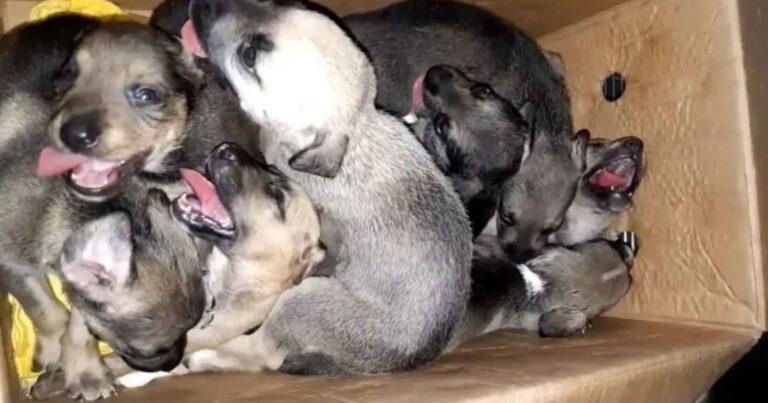 Eight Puppies Left In A Trash Can Find A Life-Changing Rescue