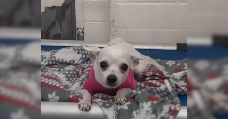 Heartbroken Chihuahua's Video Sparks a Last Minute Rescue