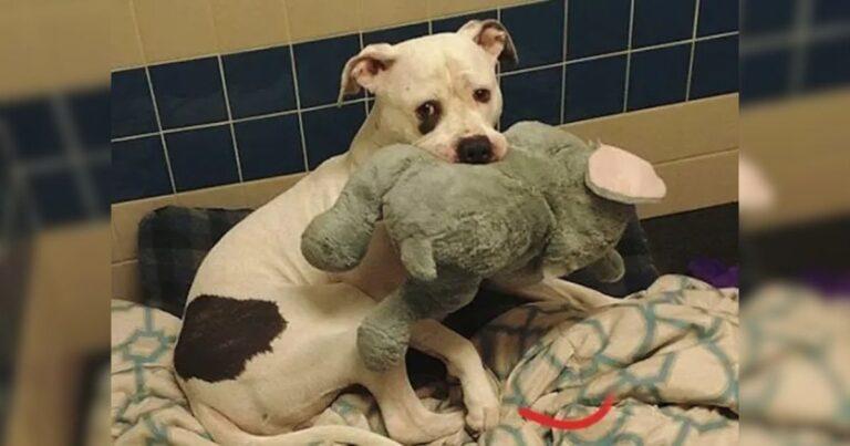 Heartbroken Dog Facing Euthanasia Clings To His Stuffed Toy