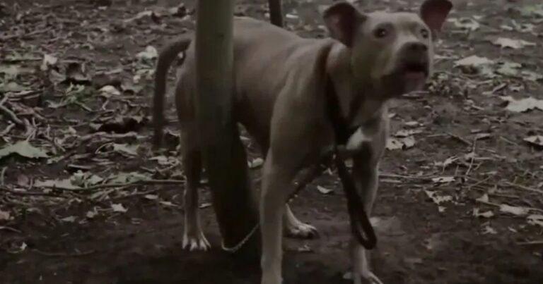 Jogger Discovers Pit Bull Chained In Remote Woods, Desperately Crying For Help