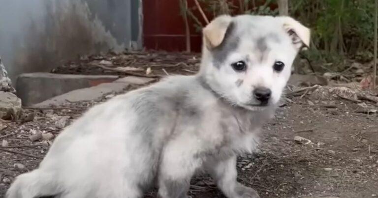 Lame Puppy Begs For Food, But A Woman’s Kindness Offers Him A New Life