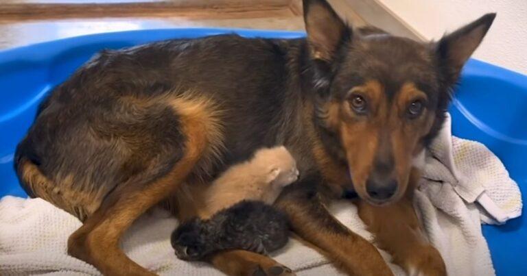 Mama Dog Who Lost Her Puppies Makes A Beautiful Recovery By Adopting Baby Kittens