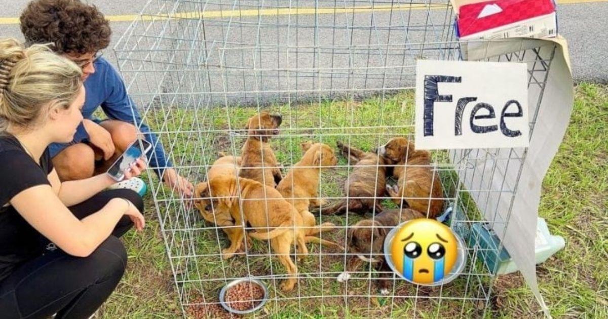 Man Rescues Seven Helpless Puppies Abandoned In A Kennel Marked With A 'Free' Sign