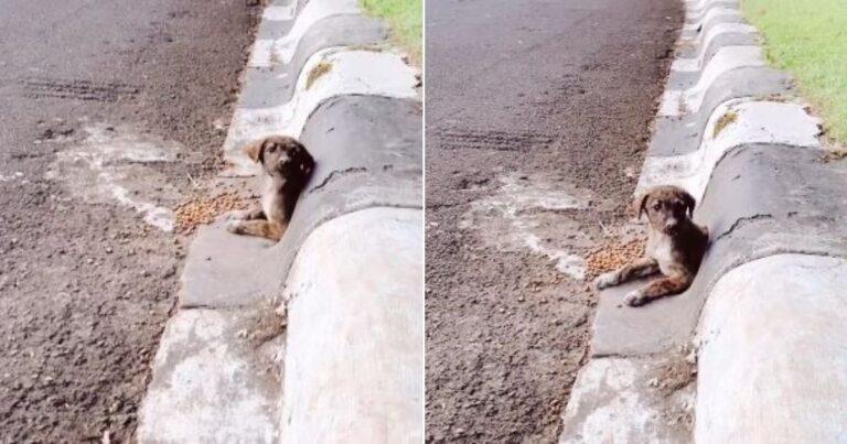 Man Sees Adorable Face Peeking From Drain Pipe And Realizes He's Found His Soul Dog