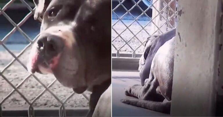 Man Set Out To Adopt One Pit Bull From Shelter, But Falls In Love With Two