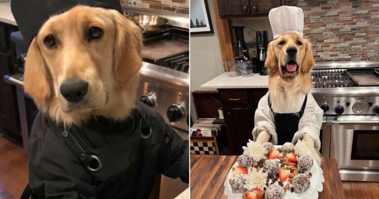 Meet The Golden Retriever Chef Who Has Cooked Over 400 Meals