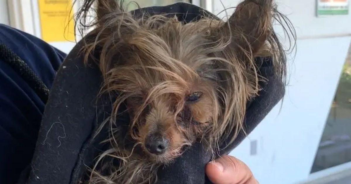 Neglected Yorkie Finds Out What A Bed Is For The First Time