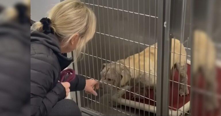 Overlooked Sick Dog Can’t Contain His Joy As He Finally Gets Adopted