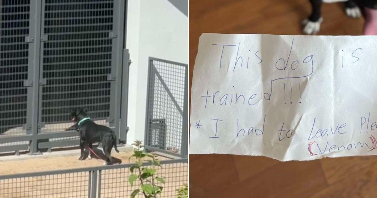 Owner Leaves His Dog Alone In A Park With A Sad Note