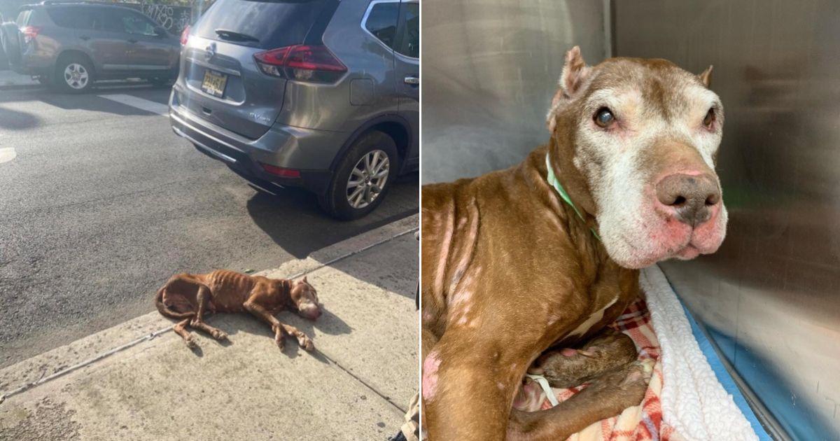 People Spot A Dog Collapsed On Sidewalk And Find Out She Is Still Alive