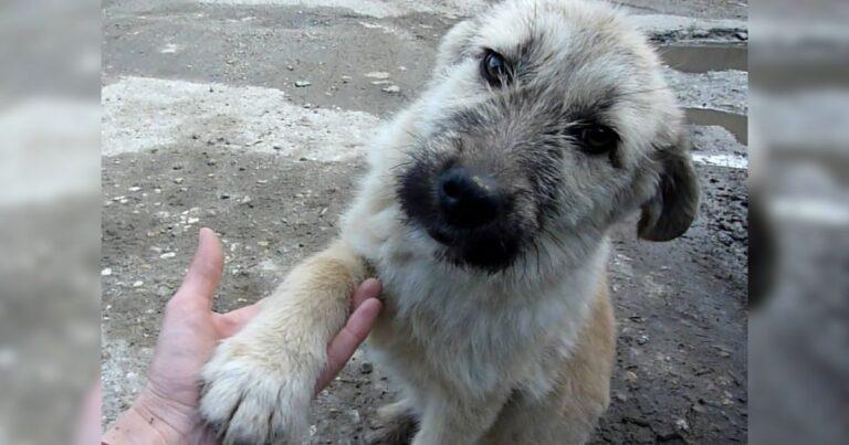 Pup Left On A Busy Road Wins Hearts With His Sweet Reaction After Rescue