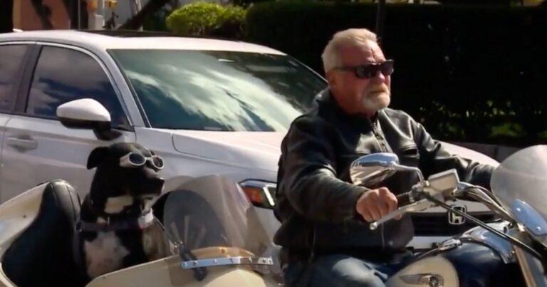 Rescue Dog Enjoys Riding Next To Her Owner In Custom Motorcycle Sidecar