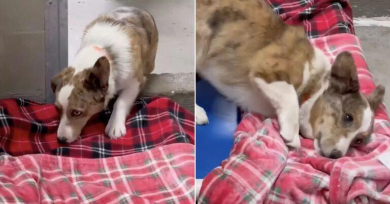 Rescue Dogs Feel The Comfort Of A Soft Blanket For The First Time In Their Lives