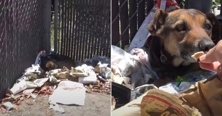 Rescued From Trash, Stray Dog Finds A New Life