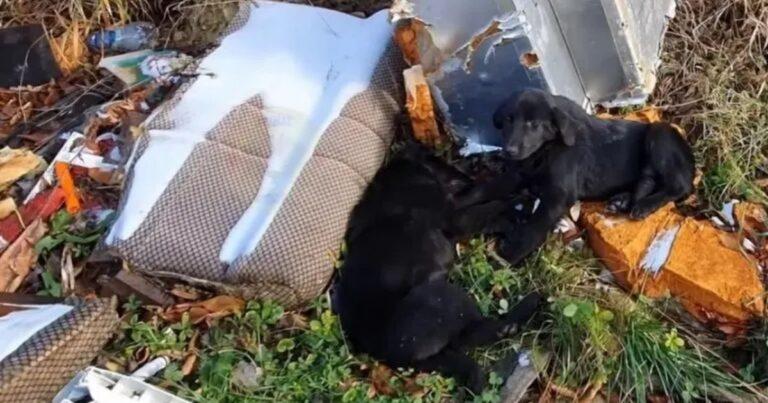 Rescuers Discover Two Starving Puppies Abandoned By Garbage Dump And Step In To Save Them