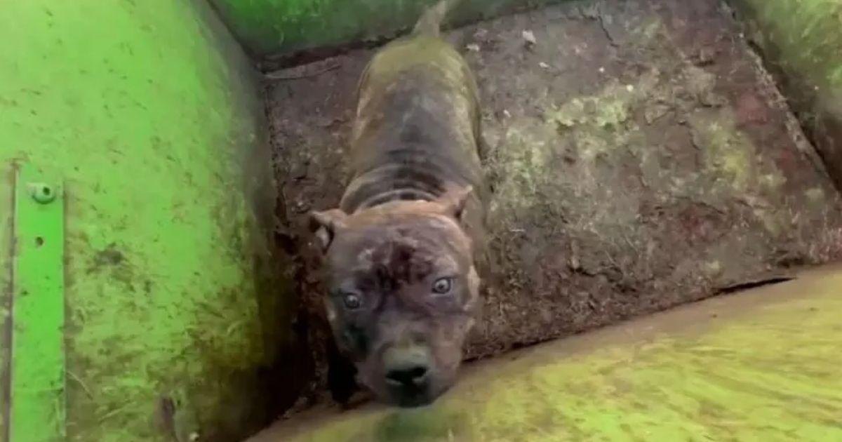 Rescuers Lift Dumpster Lid To Find The Sweetest Eyes Staring Up At Them