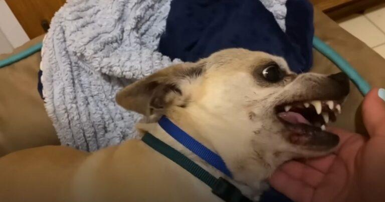 Scared Abandoned Chihuahua Cried Out In Fear Whenever Touched