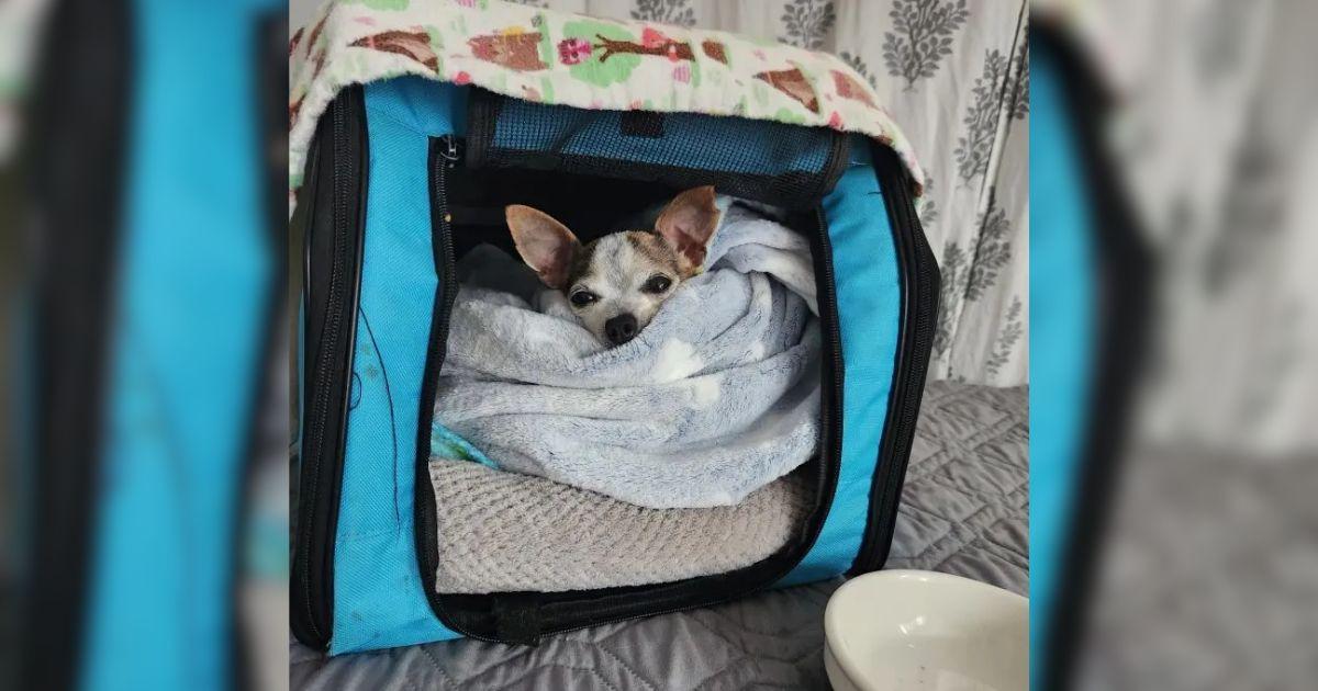 Senior Chihuahua Abandoned Due Jealousy Finds His Forever Loving Home