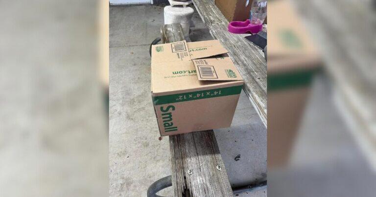 Shelter Staff Discovers Box Marked Small With Cries For Help Coming From Inside