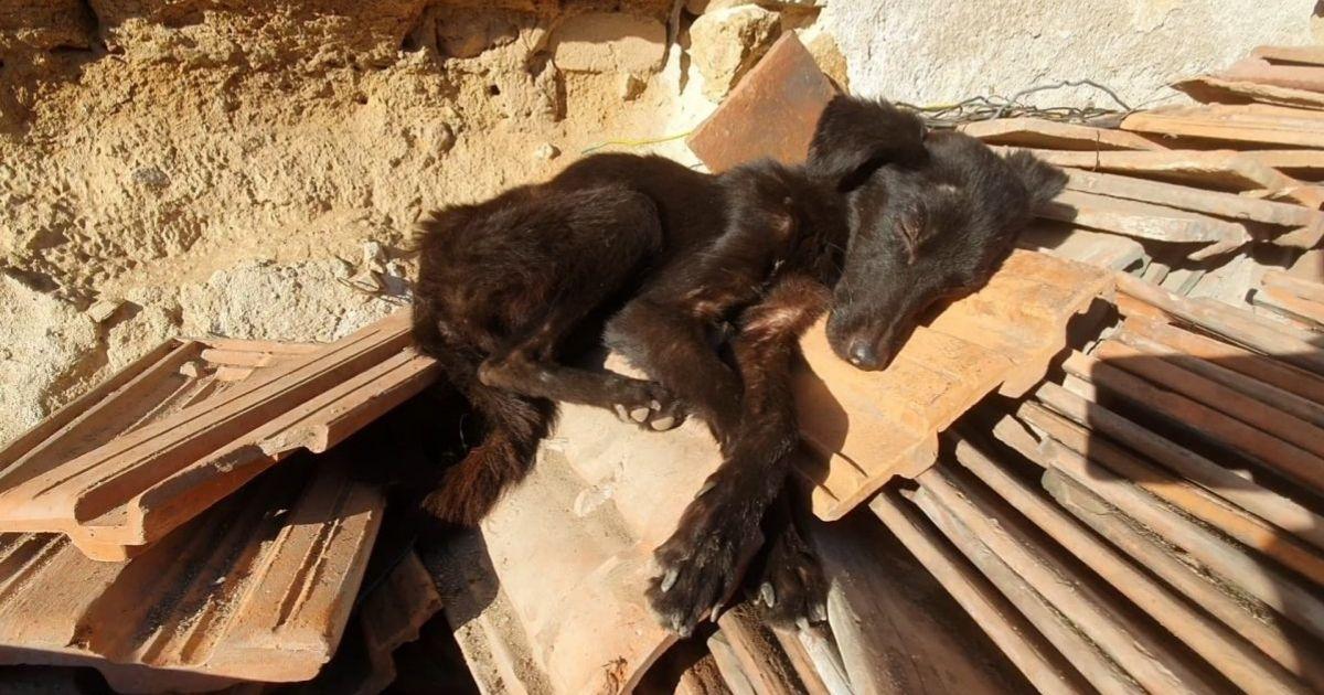 Starving Dog Found On Tiles Stuns Everyone With Her Amazing Transformation