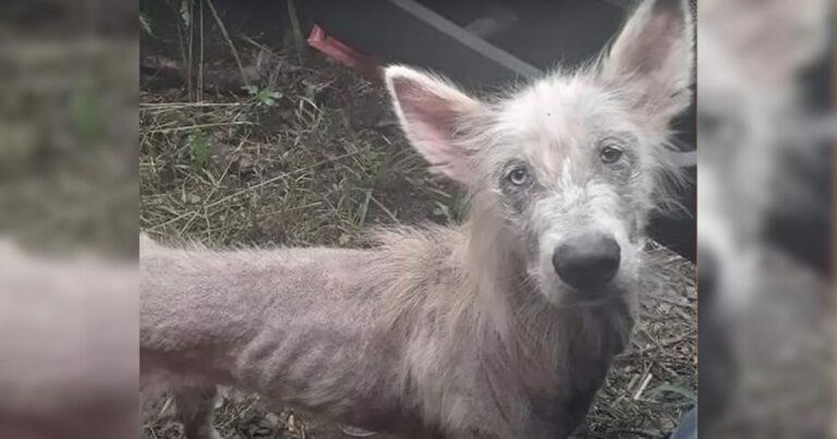 Starving Stray Dog Begs A Truck Driver For Help And Finds His Forever Home