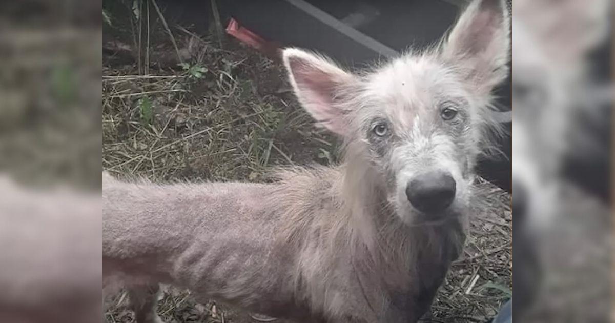 Starving Stray Dog Begs A Truck Driver For Help And Finds His Forever Home