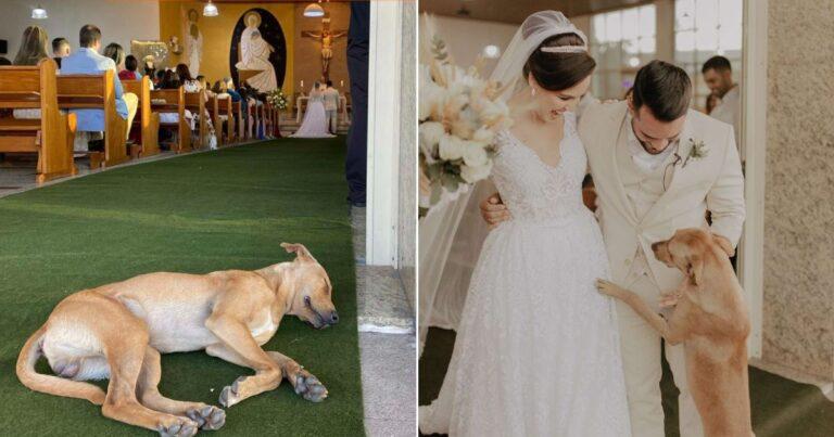 Stray Dog Crashes Wedding And Ends Up Adopted By The Newlyweds